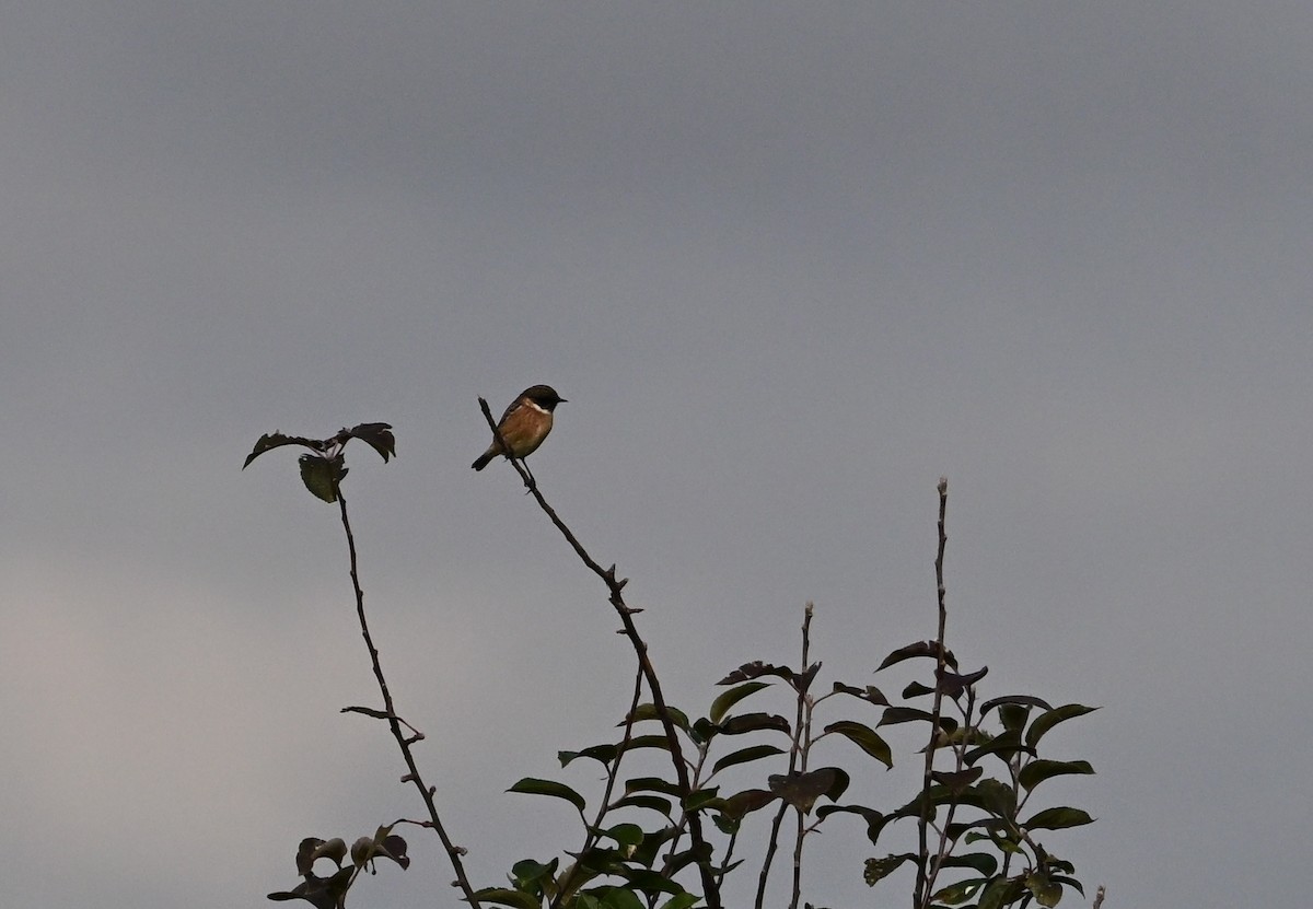 European Stonechat - ML643698634