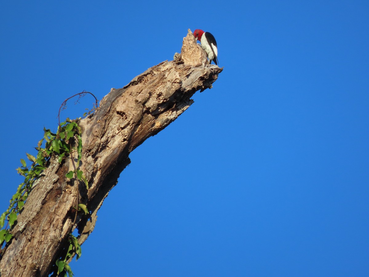 Red-headed Woodpecker - ML643698654