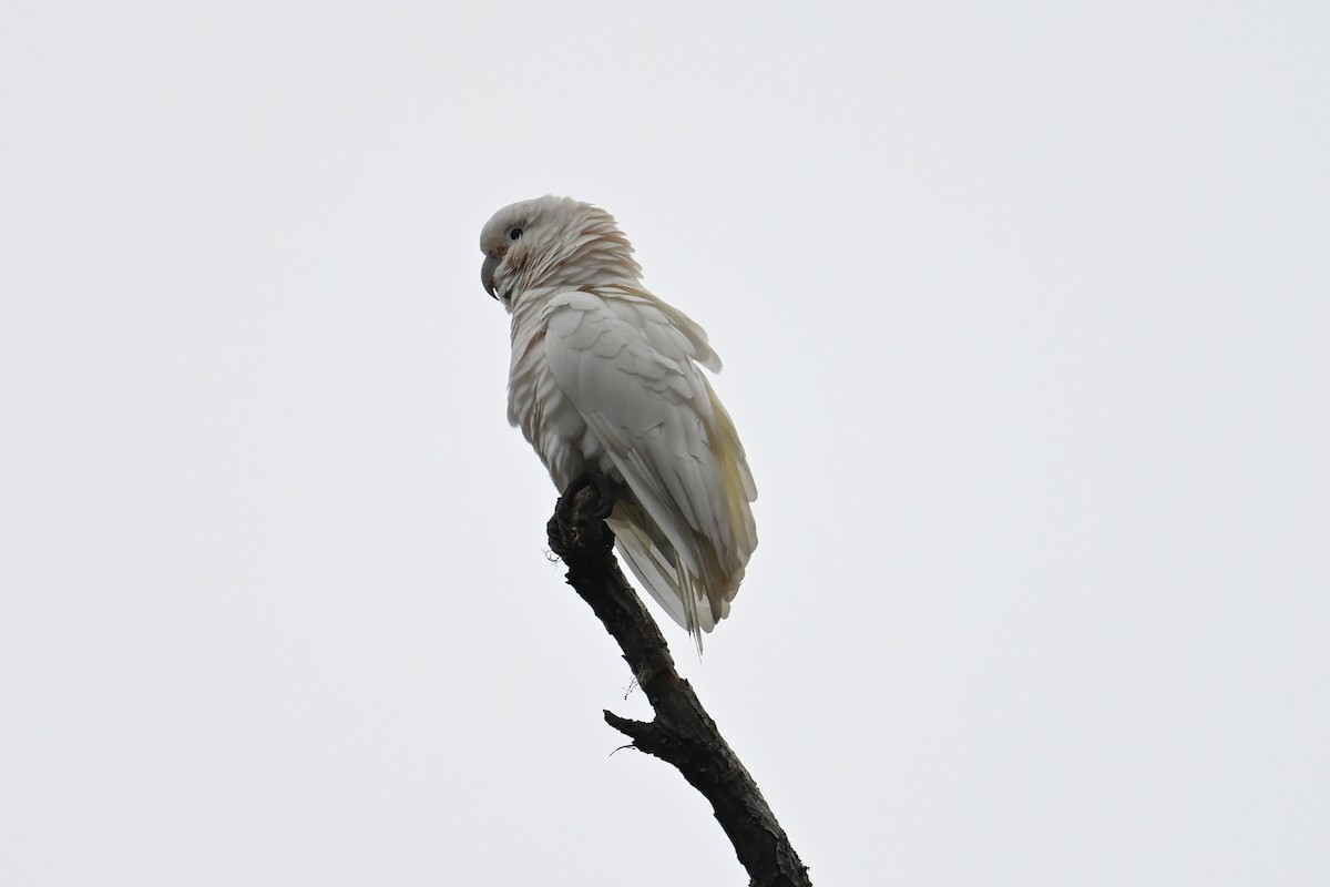 Tanimbar Corella - ML643698666