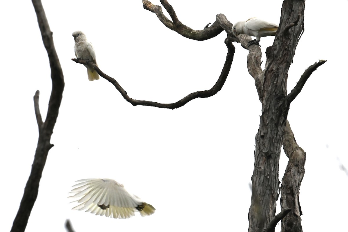 Tanimbar Corella - ML643698671