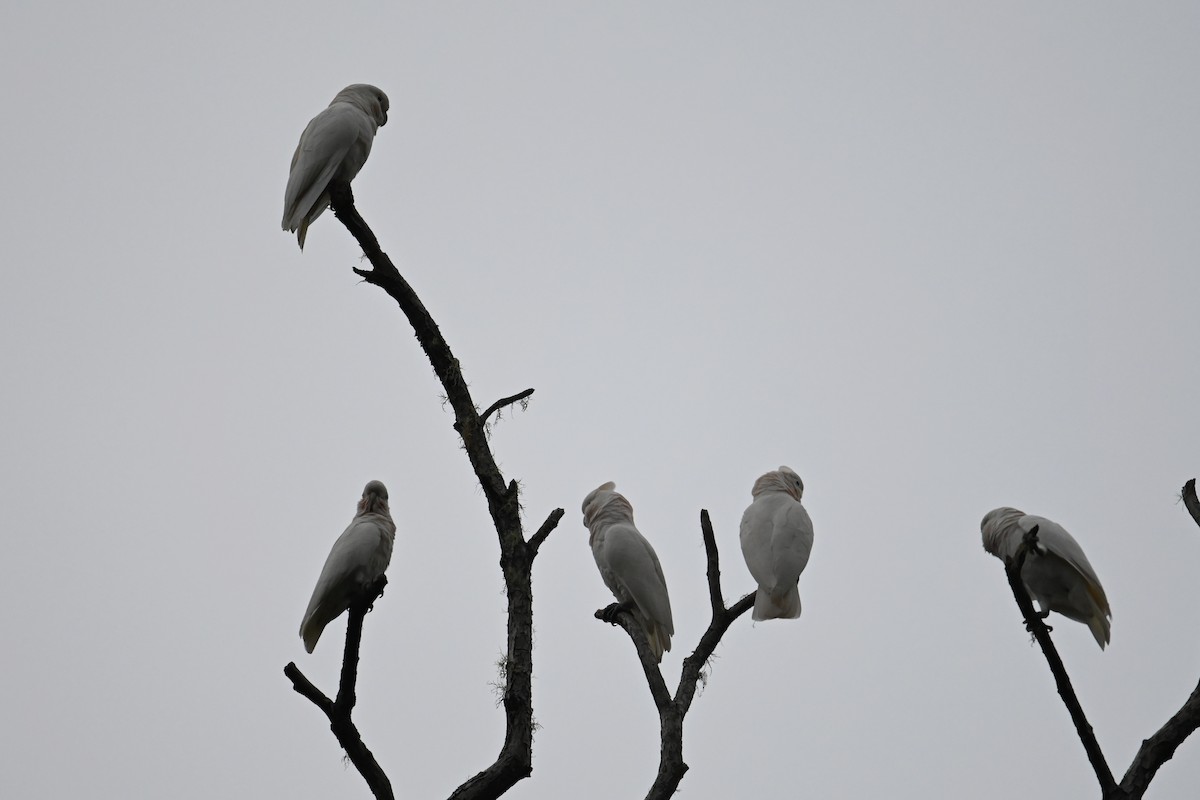 Tanimbar Corella - ML643698677
