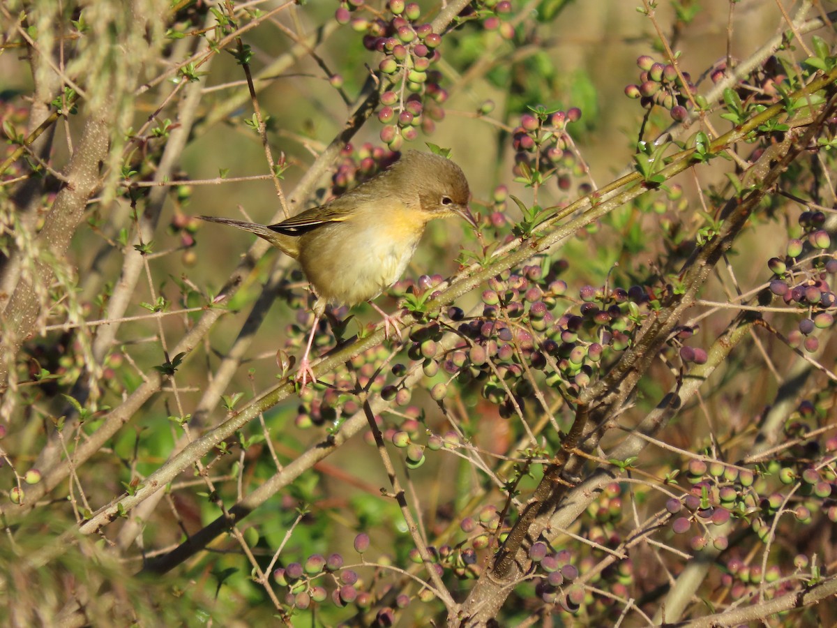 Common Yellowthroat - ML643698695