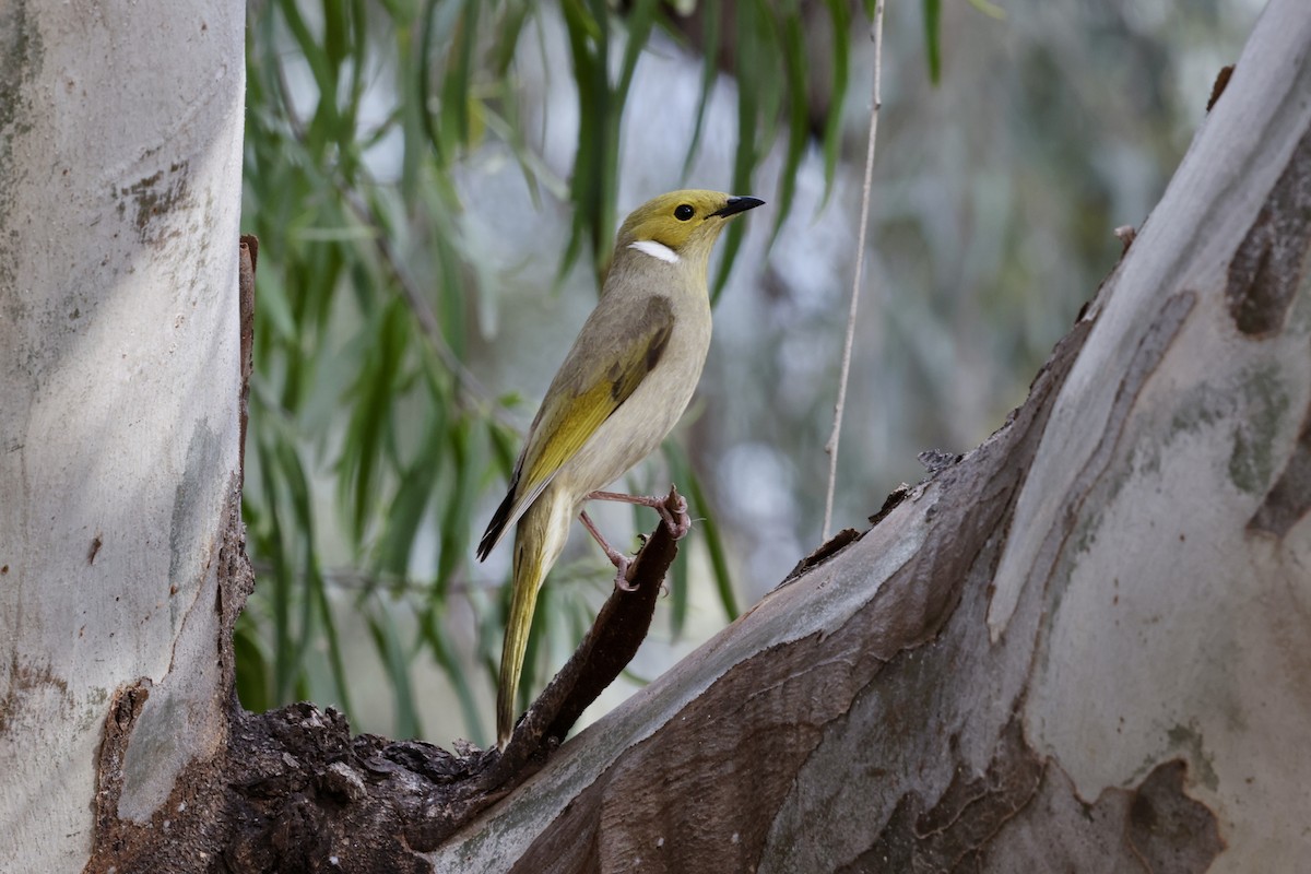 White-plumed Honeyeater - ML643698698