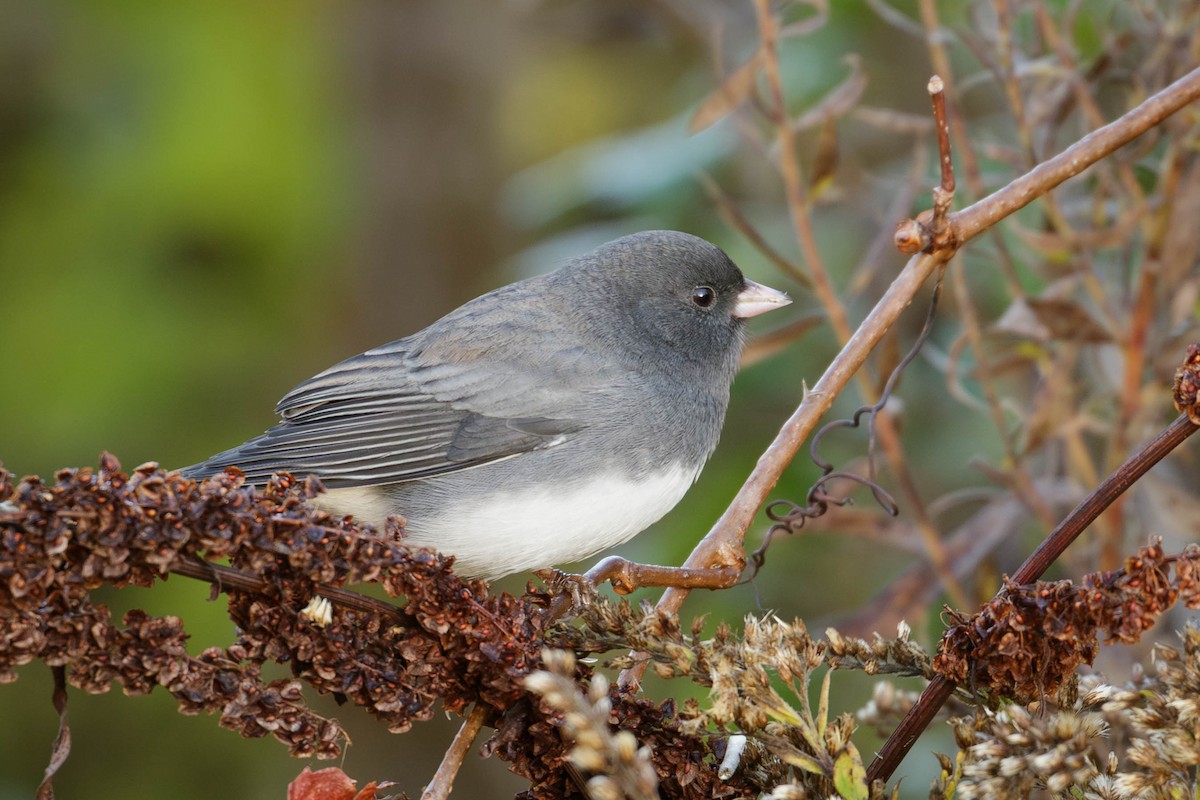 Dark-eyed Junco (Slate-colored) - ML643698709