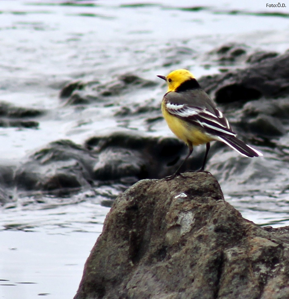 Citrine Wagtail - ML643698715