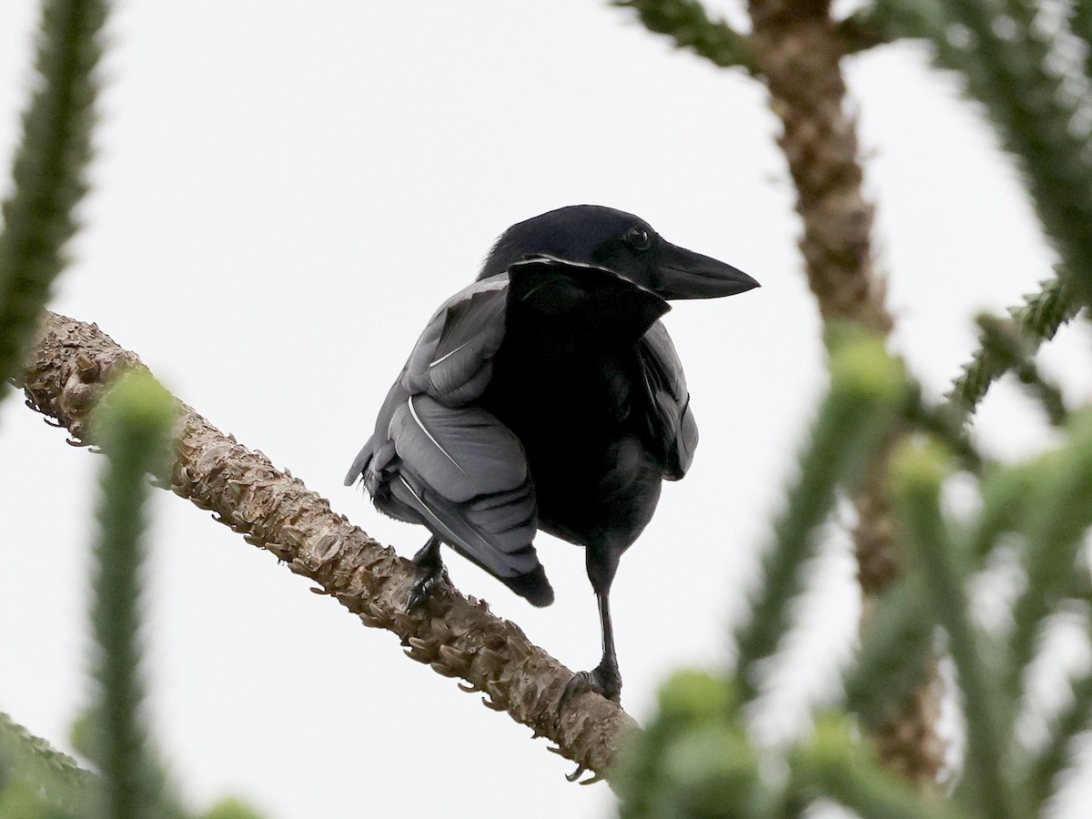 Corbeau calédonien - ML643698718