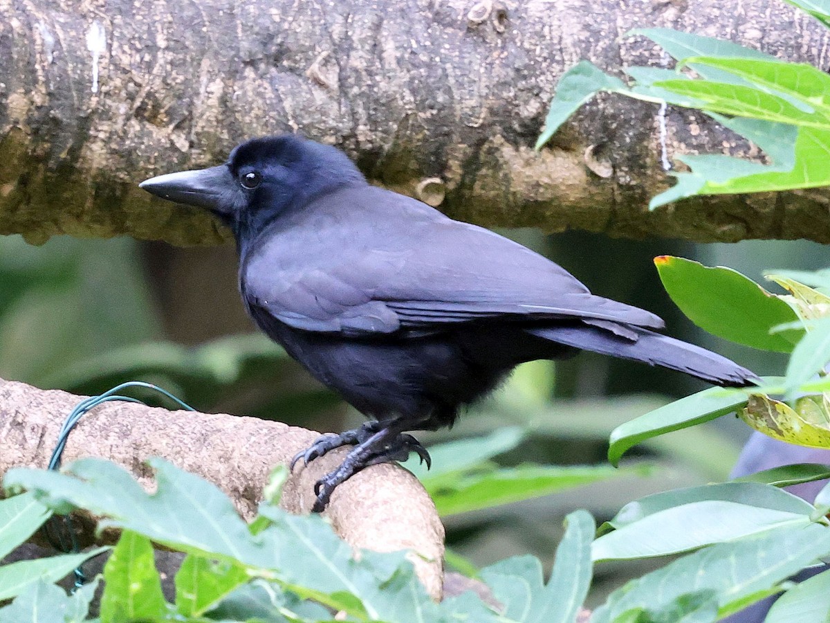 Corbeau calédonien - ML643698719