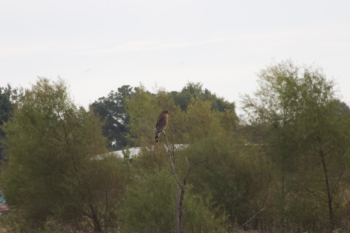 Red-shouldered Hawk - ML643698728