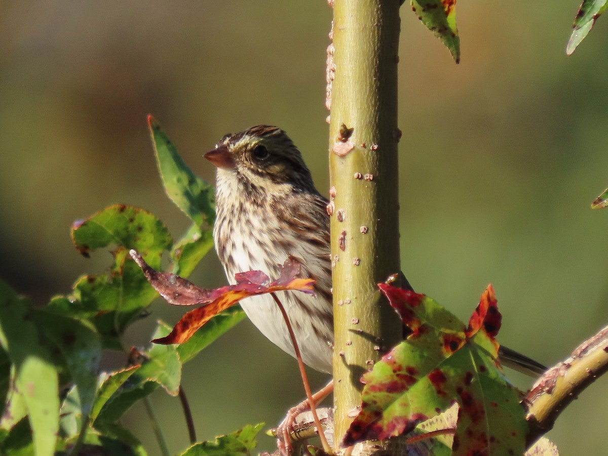 Savannah Sparrow - ML643698729