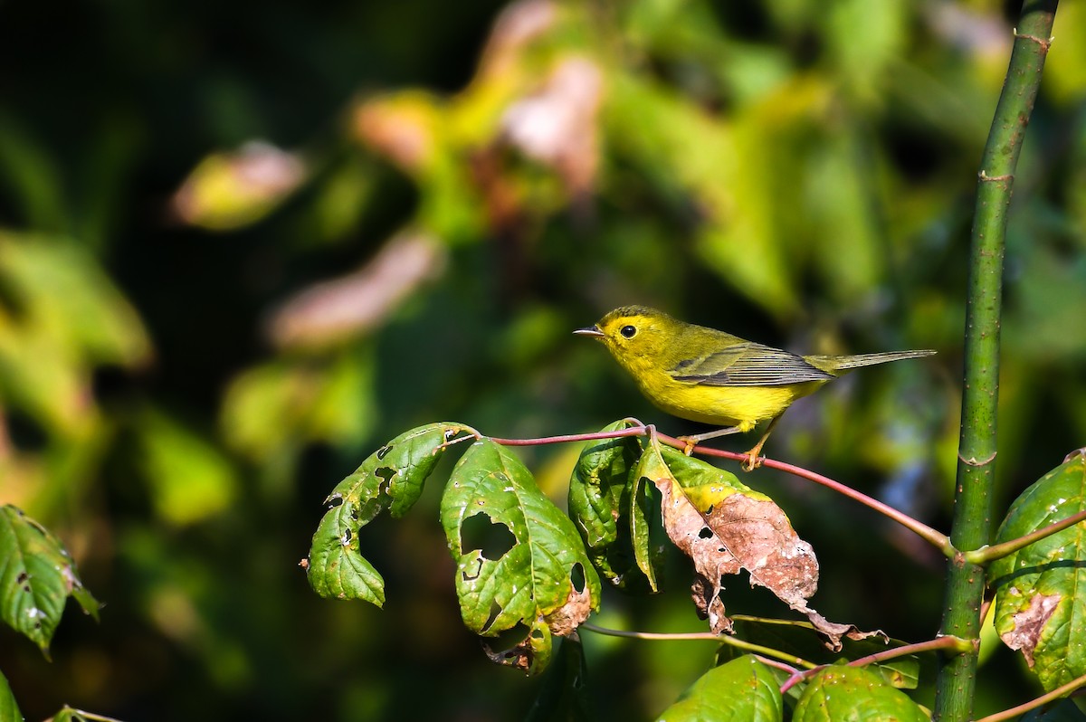 Wilson's Warbler - ML643698731