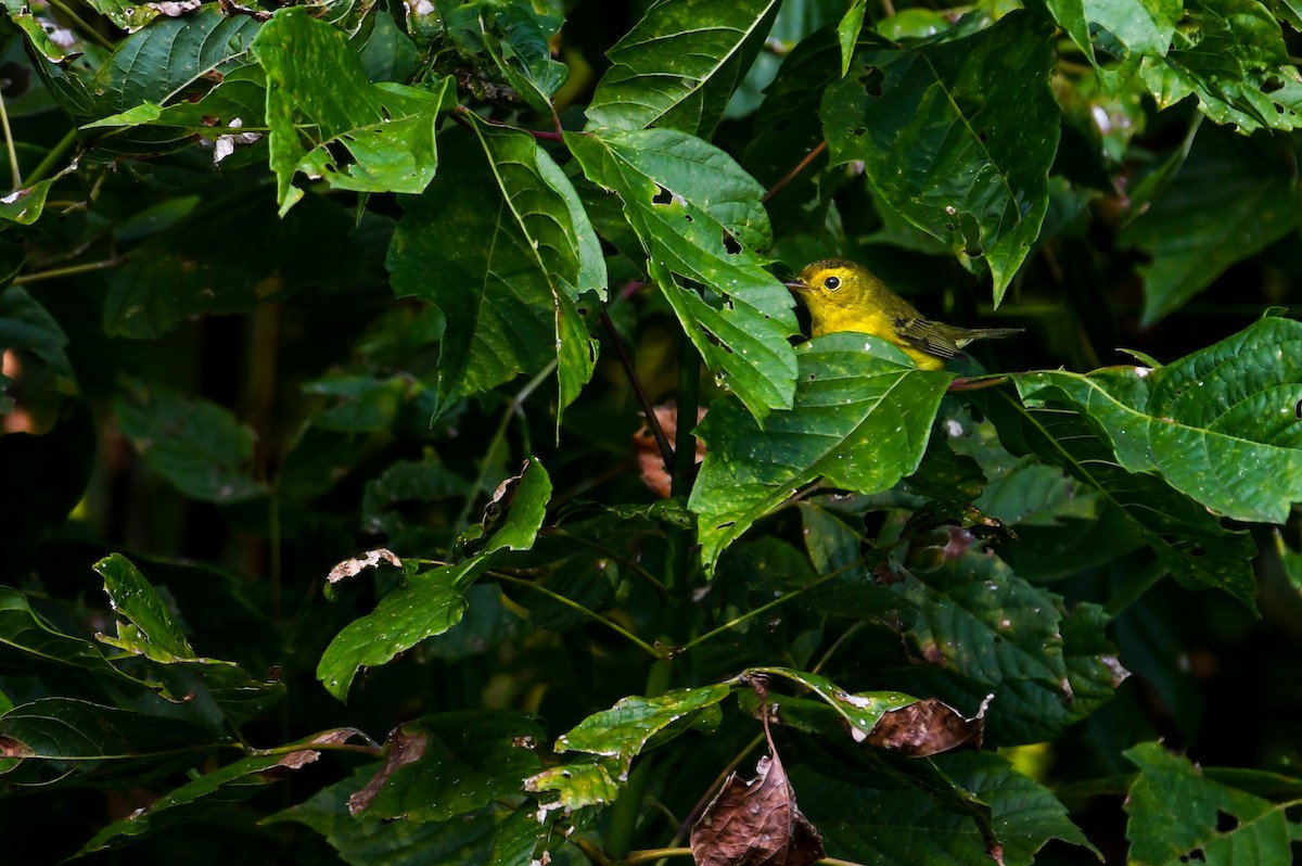 Wilson's Warbler - ML643698732