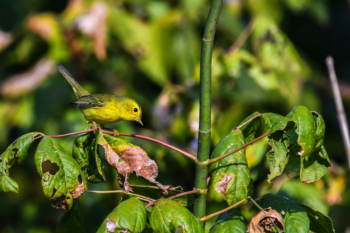 Wilson's Warbler - ML643698733