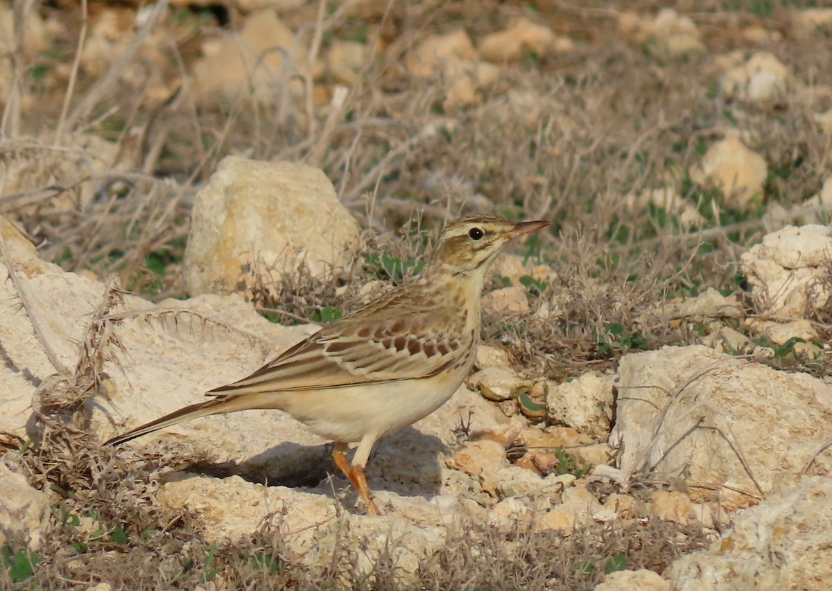 Bisbita Campestre - ML643698735
