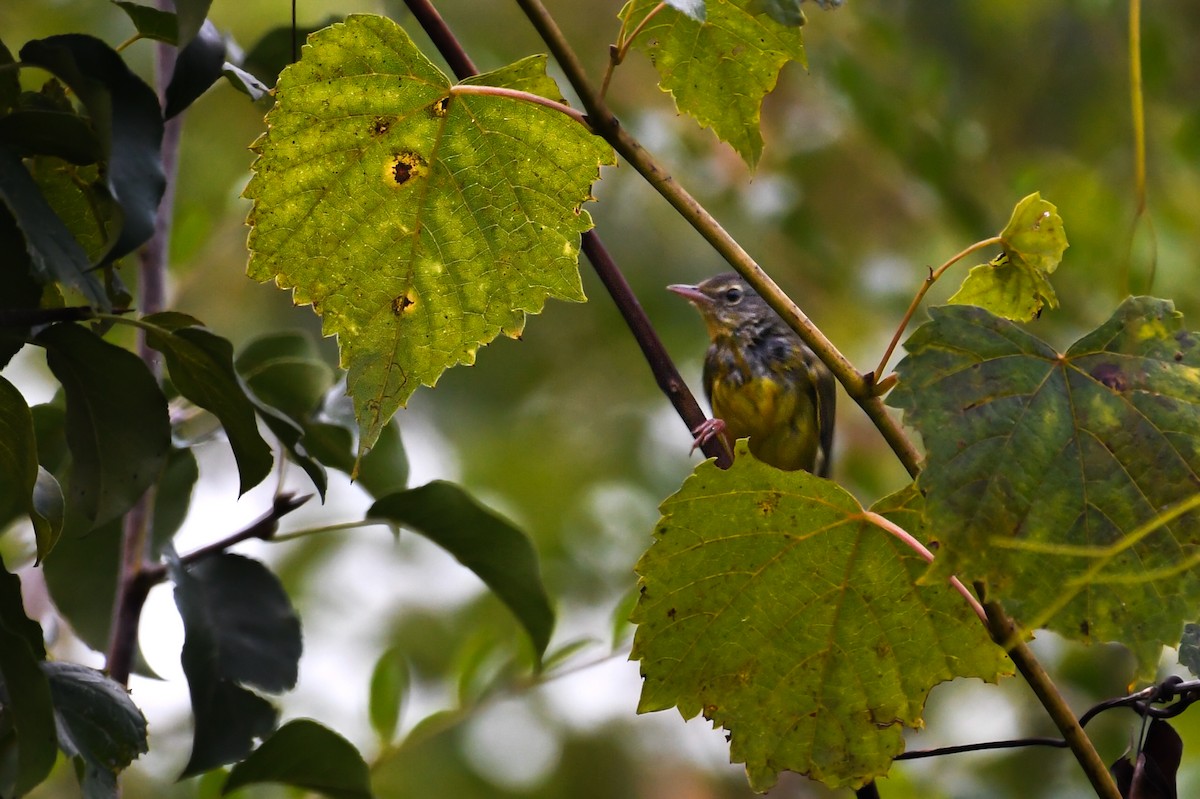 Mourning Warbler - ML643698748