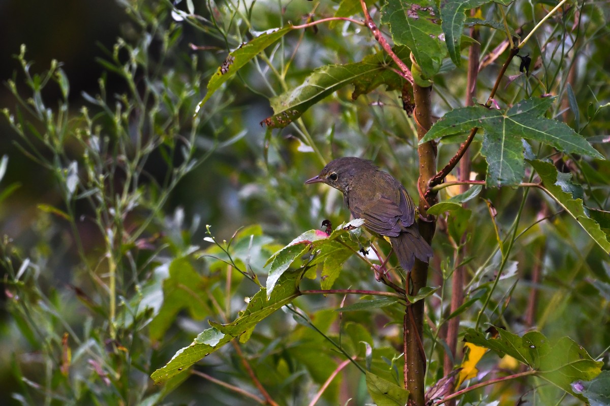 Mourning Warbler - ML643698749