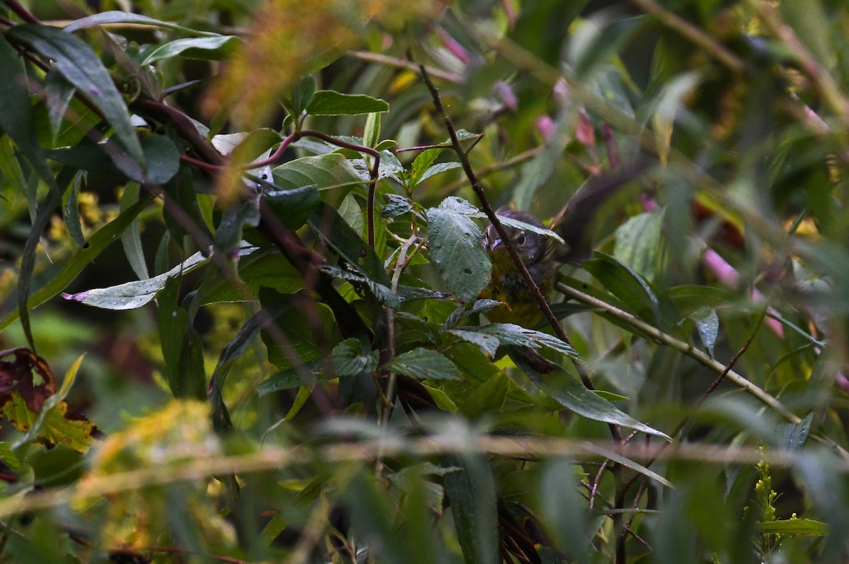 Mourning Warbler - ML643698750