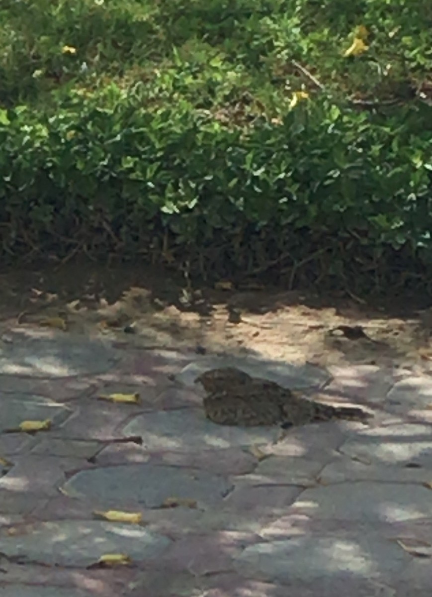 Egyptian Nightjar - ML643698751