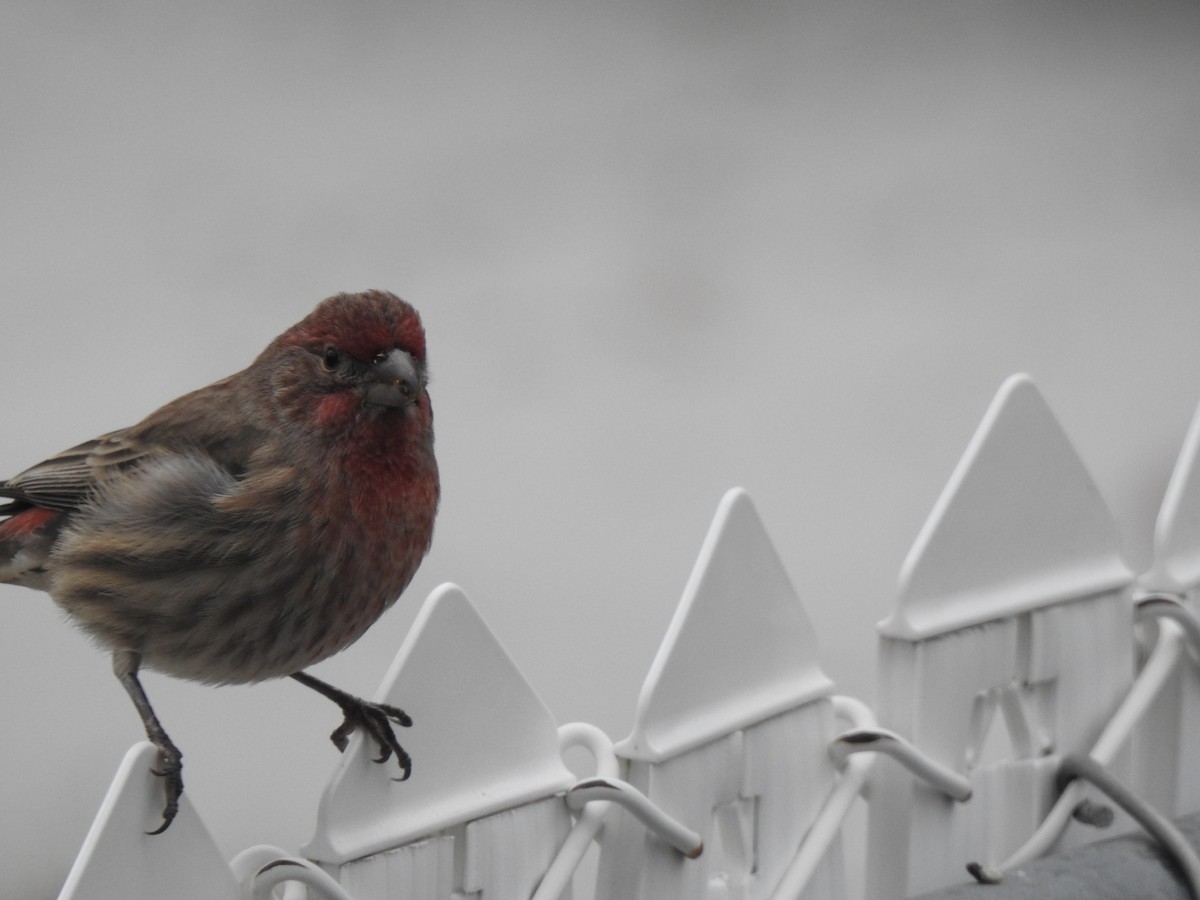 House Finch - ML643698754