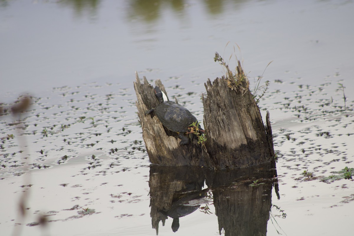 Red-eared Slider - ML643698758