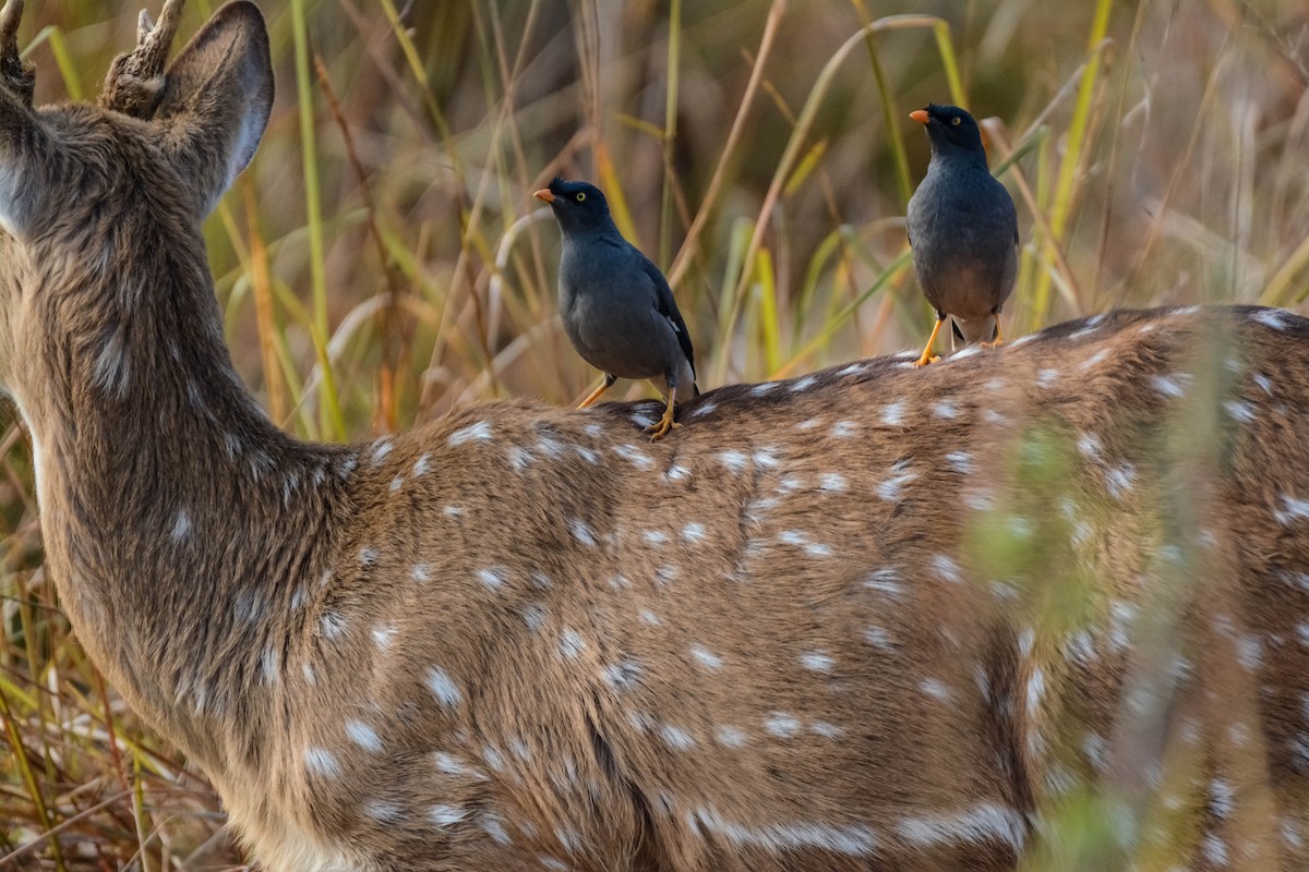 Jungle Myna - ML643698760