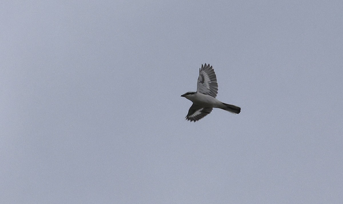 Great Gray Shrike - ML643698761
