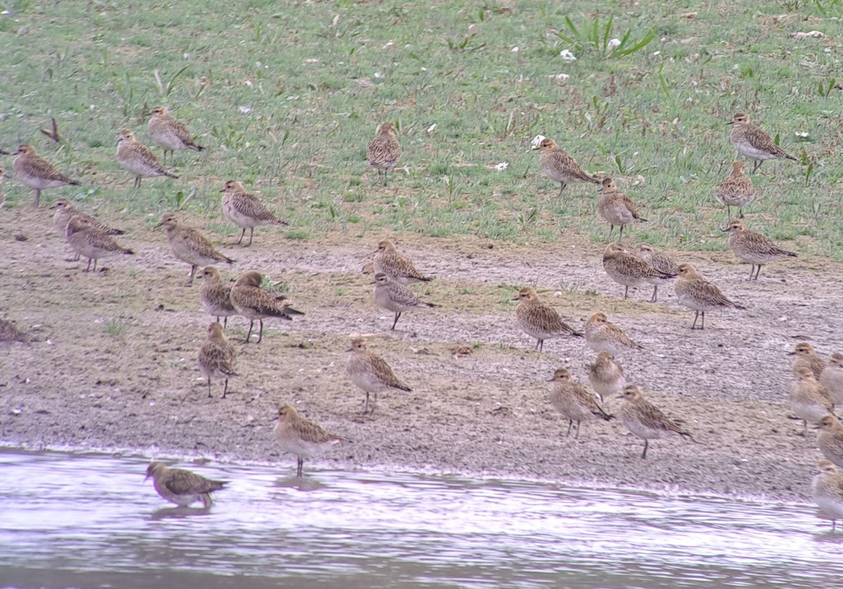American Golden-Plover - ML643698763