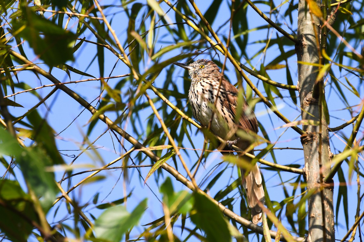 Brown Thrasher - ML643698782
