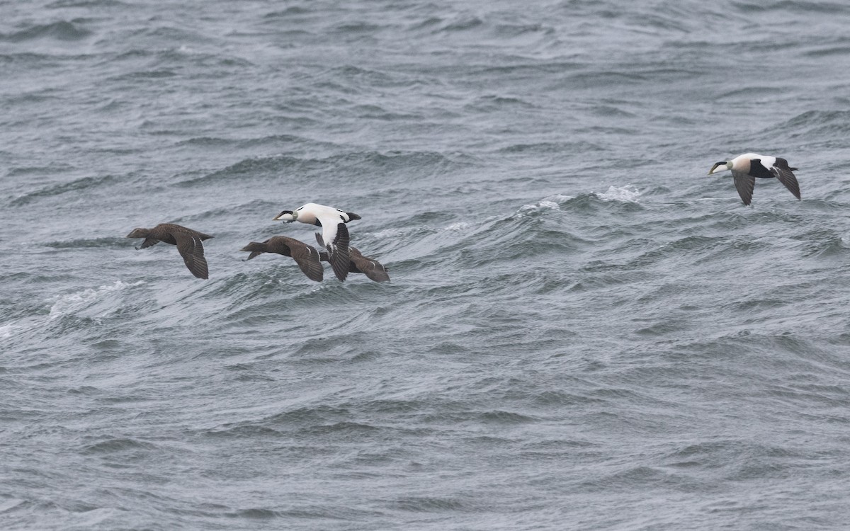 Common Eider - ML643698786