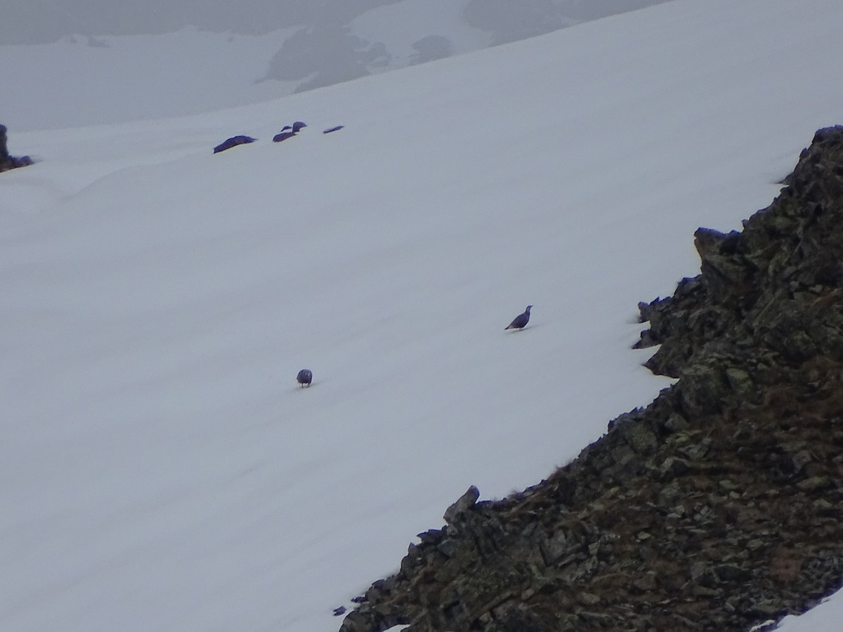 Perdigallo del Caspio - ML643698805