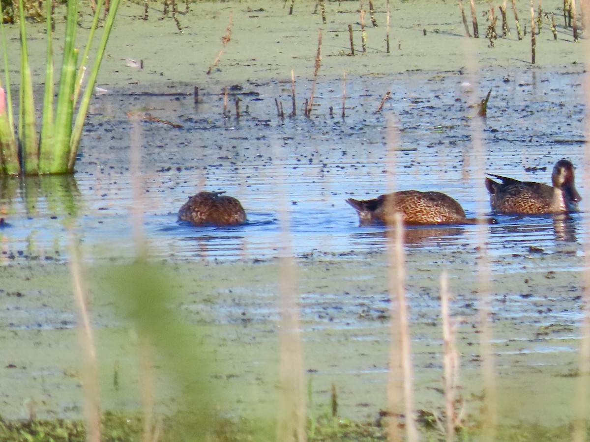 Blue-winged Teal - ML643698811