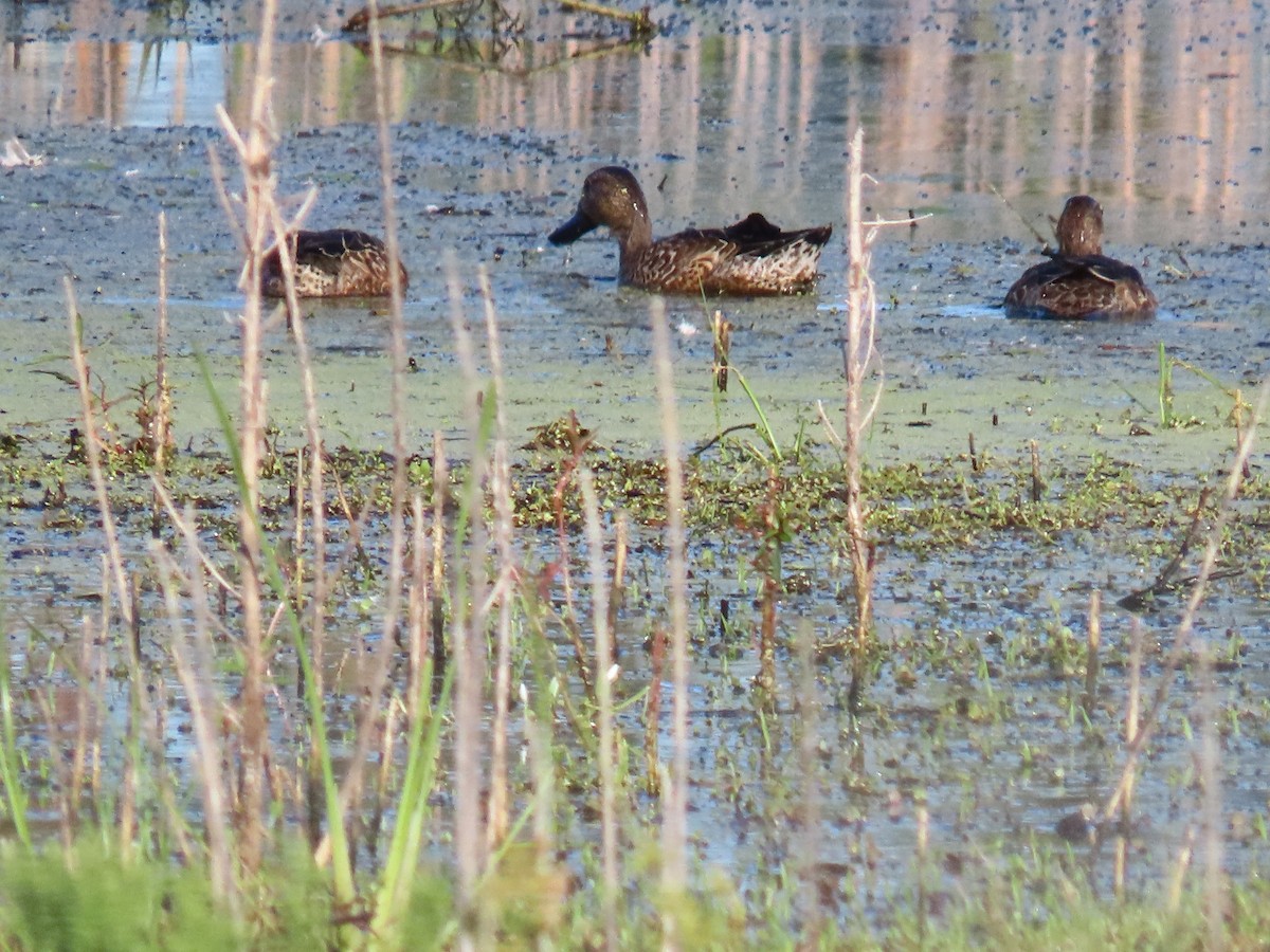 Blue-winged Teal - ML643698812