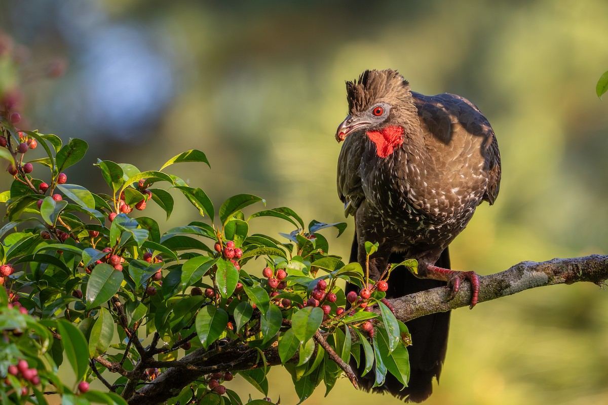 Crested Guan - ML643698829