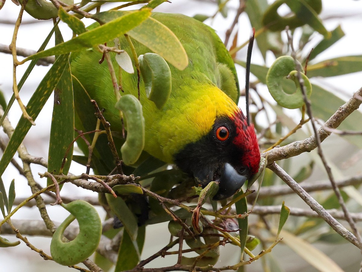 topparakitt - ML643698832