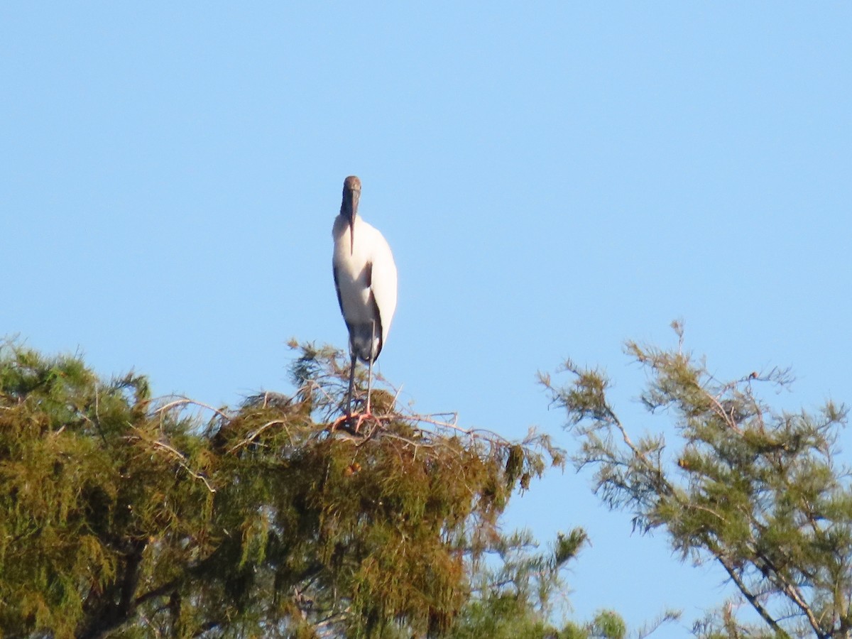 Wood Stork - ML643698833