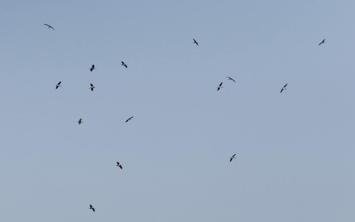 Black Stork - ML643698841