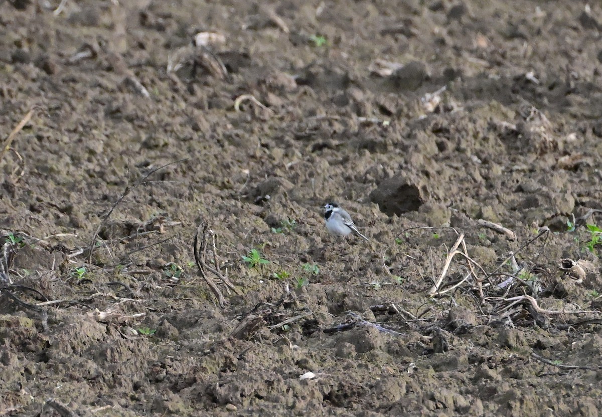 White Wagtail - ML643698846