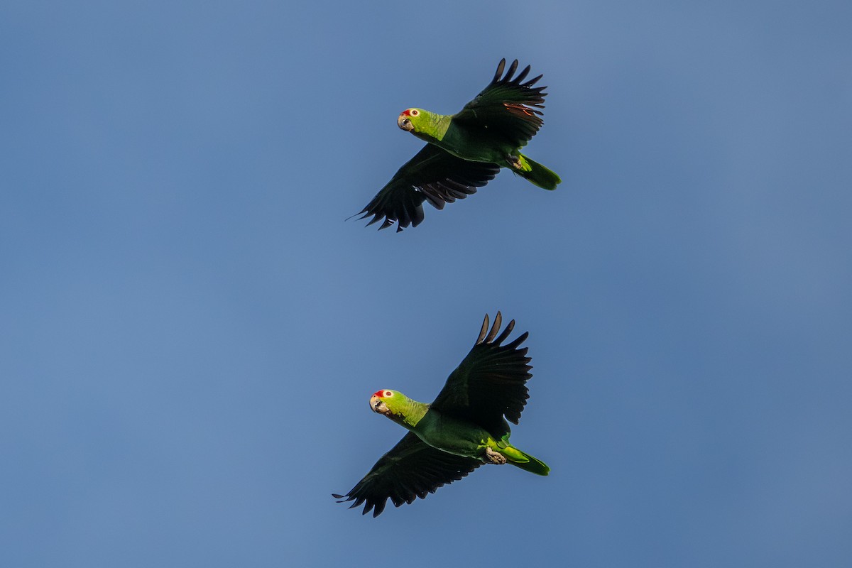 Red-lored Amazon - ML643698847