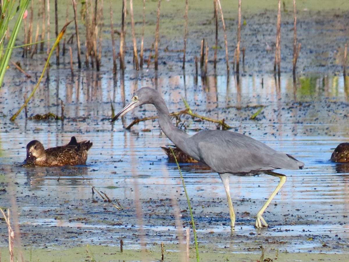 Little Blue Heron - ML643698850