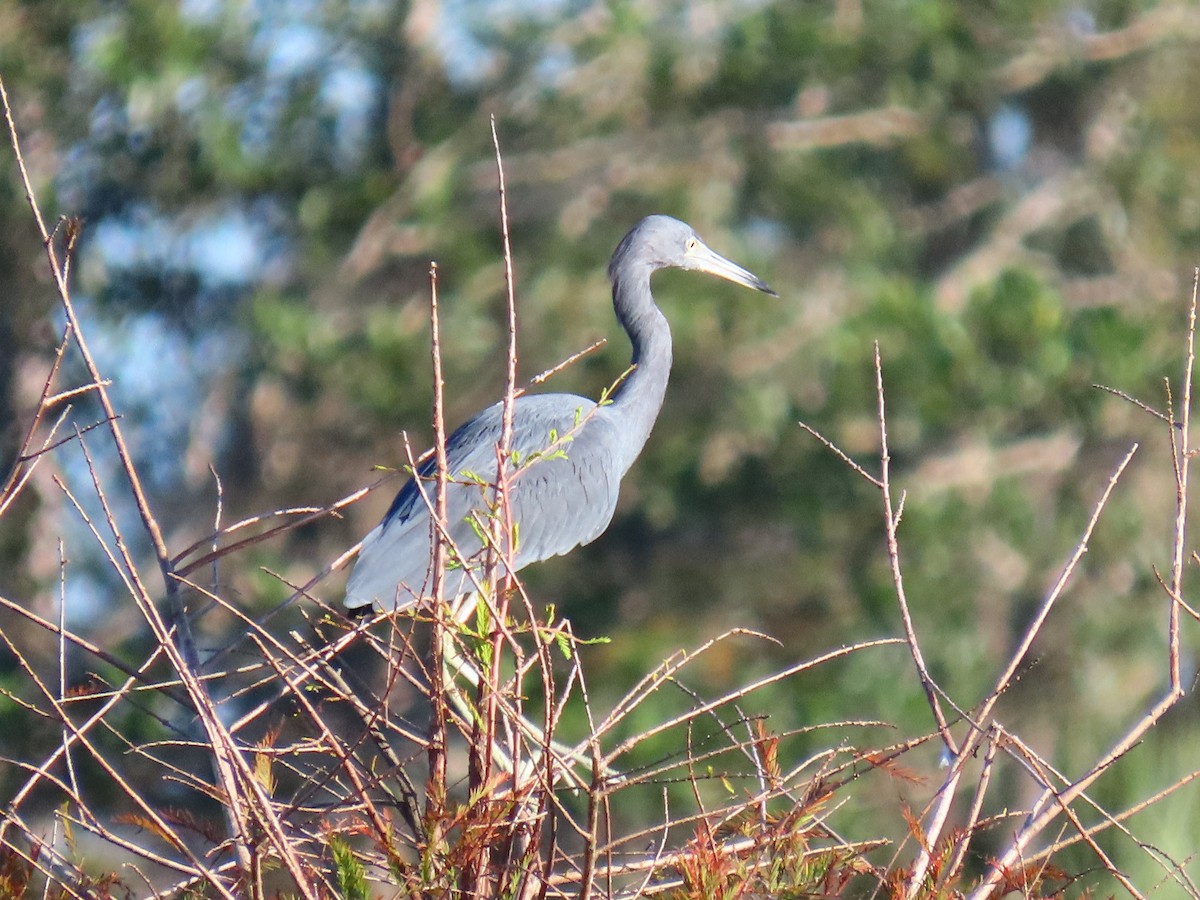 Little Blue Heron - ML643698851