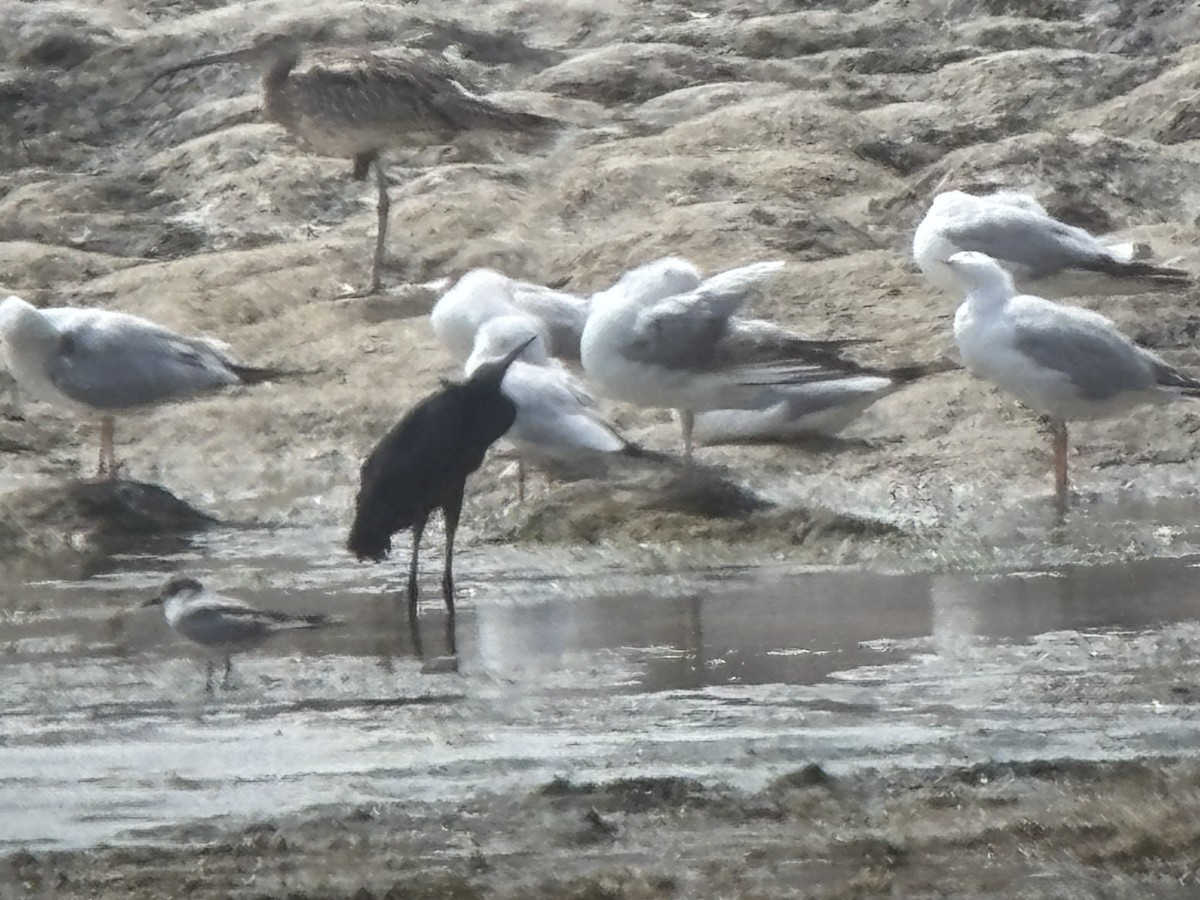 Black Heron - ML643698855