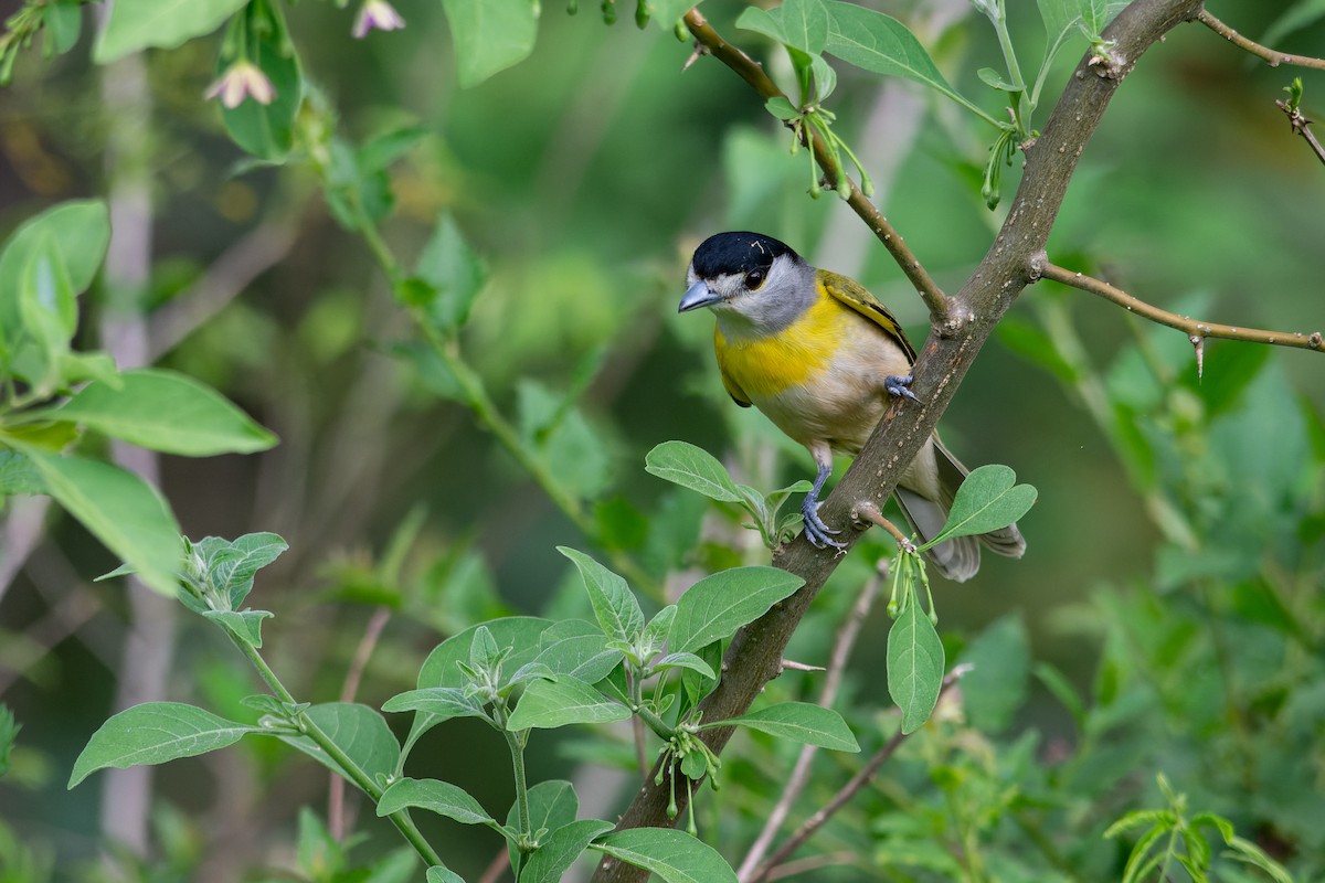 Green-backed Becard (Green-backed) - ML643698857