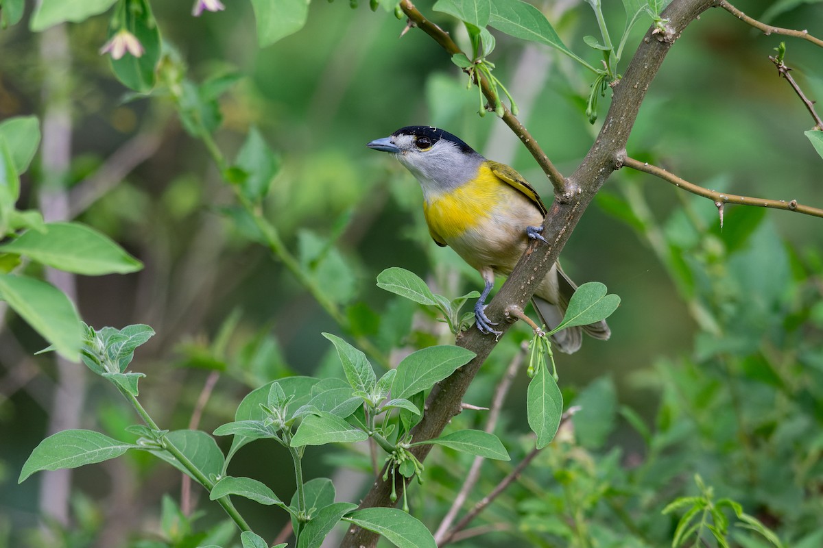 Green-backed Becard (Green-backed) - ML643698858