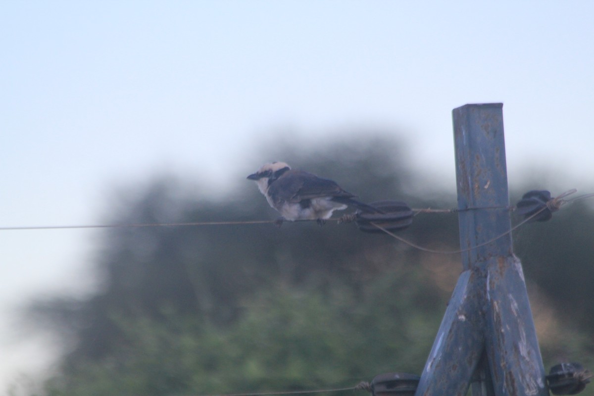 White-rumped Shrike - ML643698863