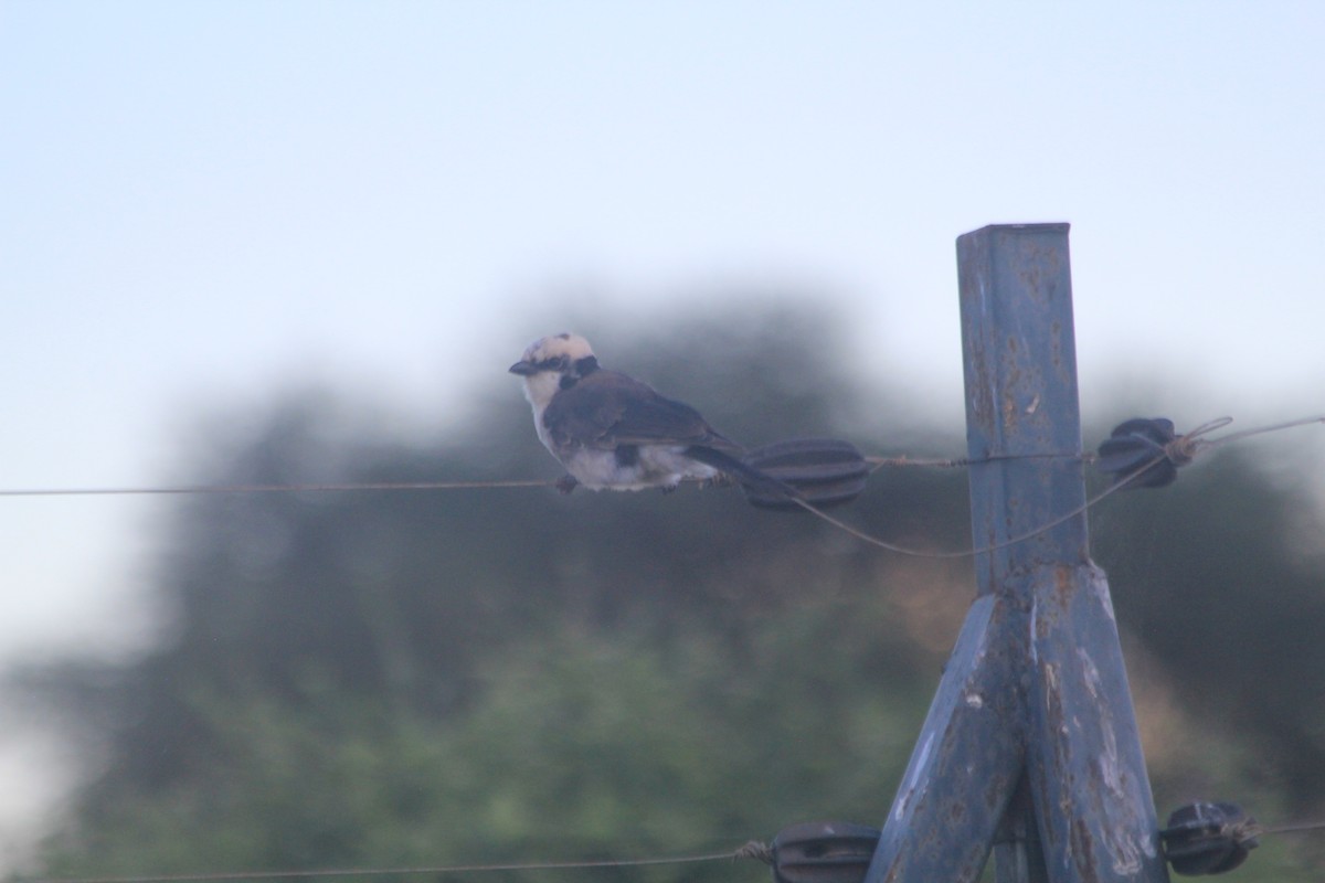 White-rumped Shrike - ML643698864