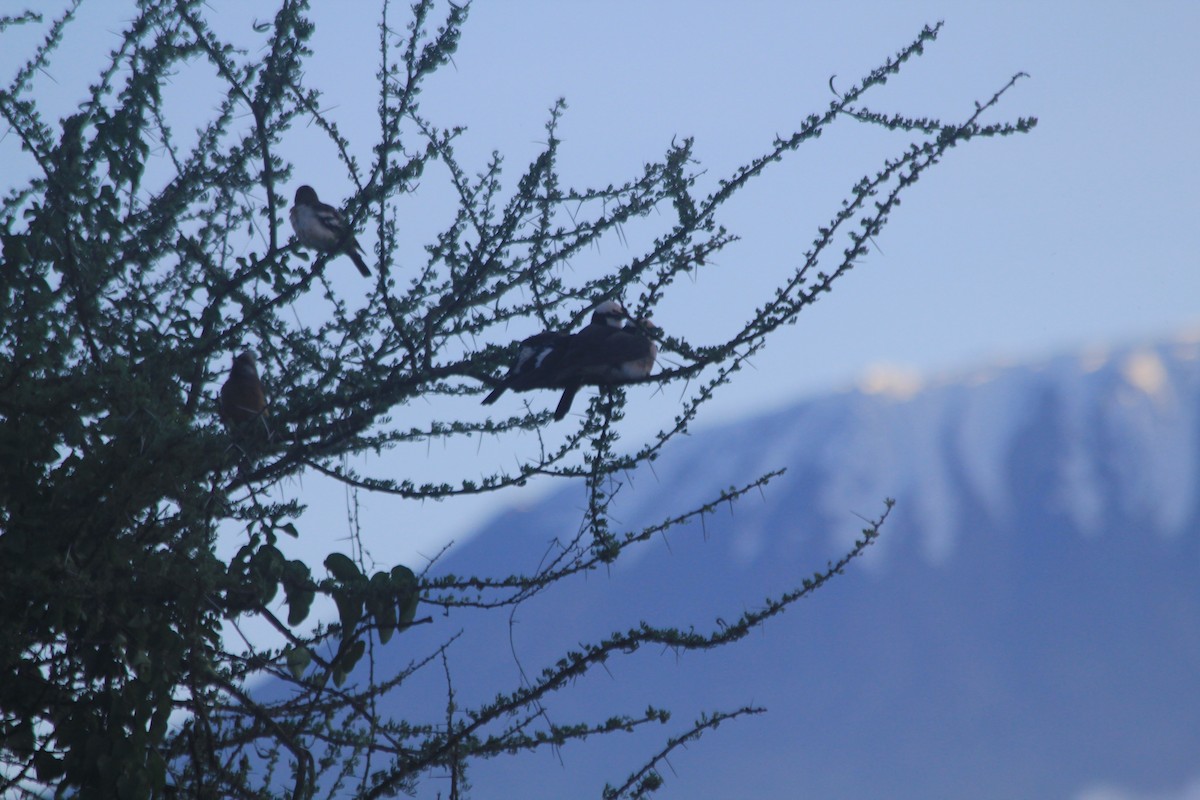 White-rumped Shrike - ML643698865