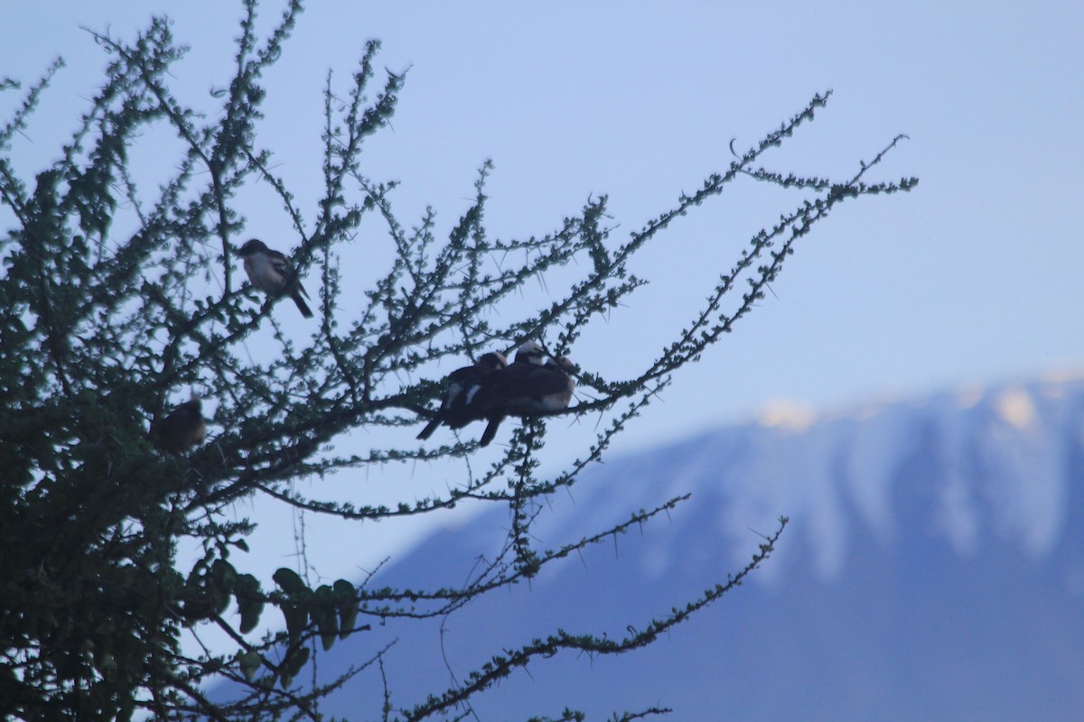 White-rumped Shrike - ML643698866