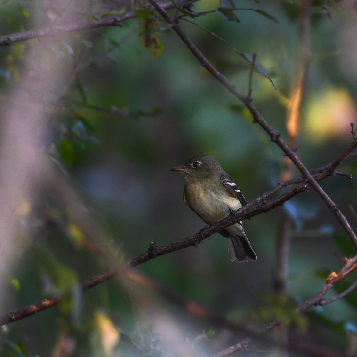 Empidonax sp. - ML643698870