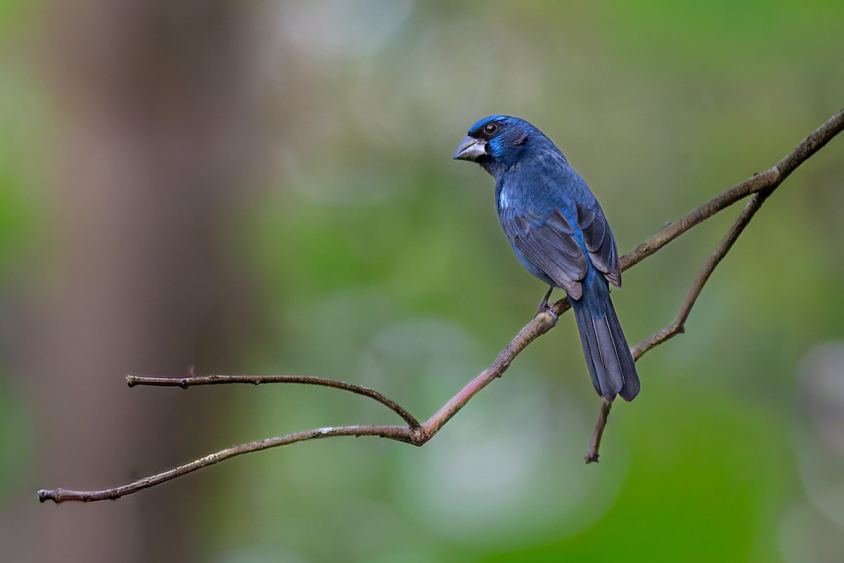 Ultramarine Grosbeak - ML643698872