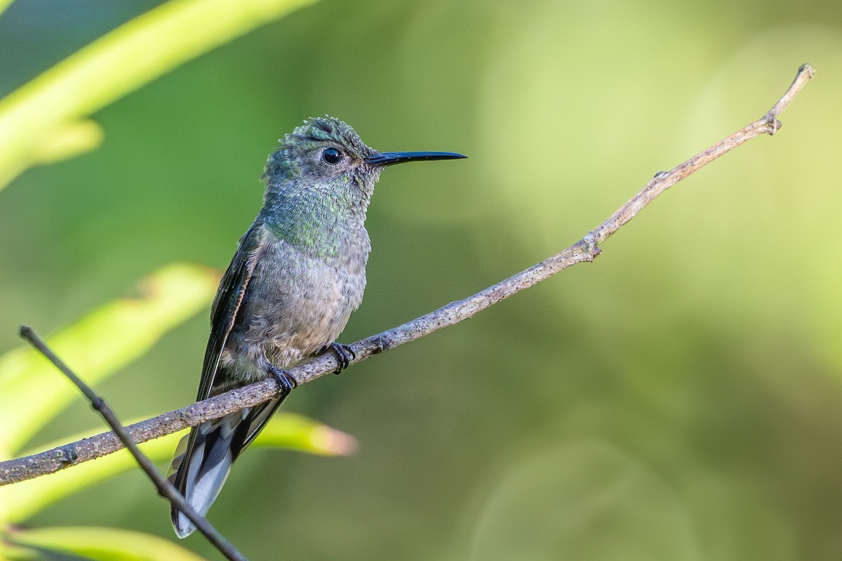 Scaly-breasted Hummingbird - ML643698886