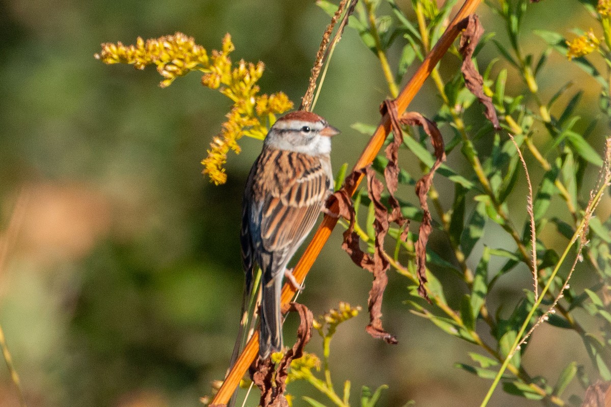 Chipping Sparrow - ML643698901